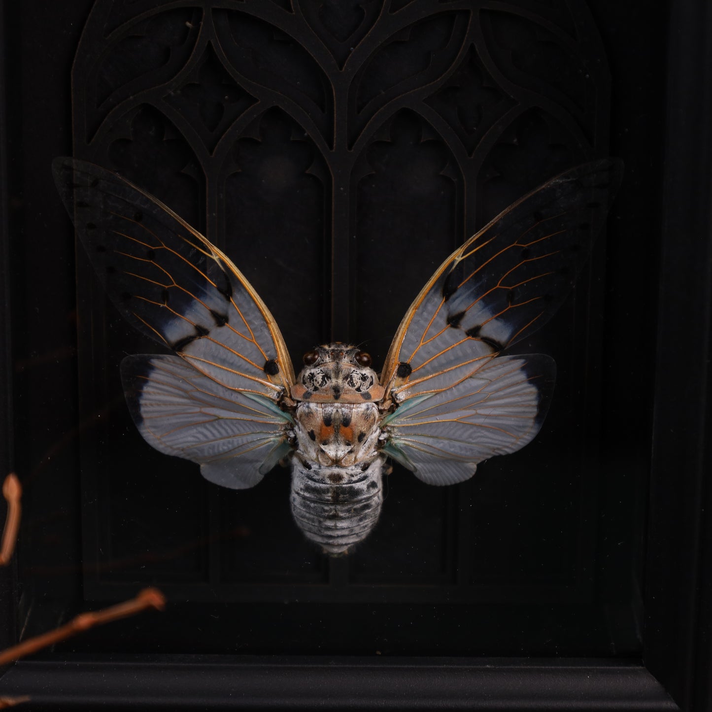 Echte Geisterzikade im Rahmen auf Barock Hintergrund | 15x20cm