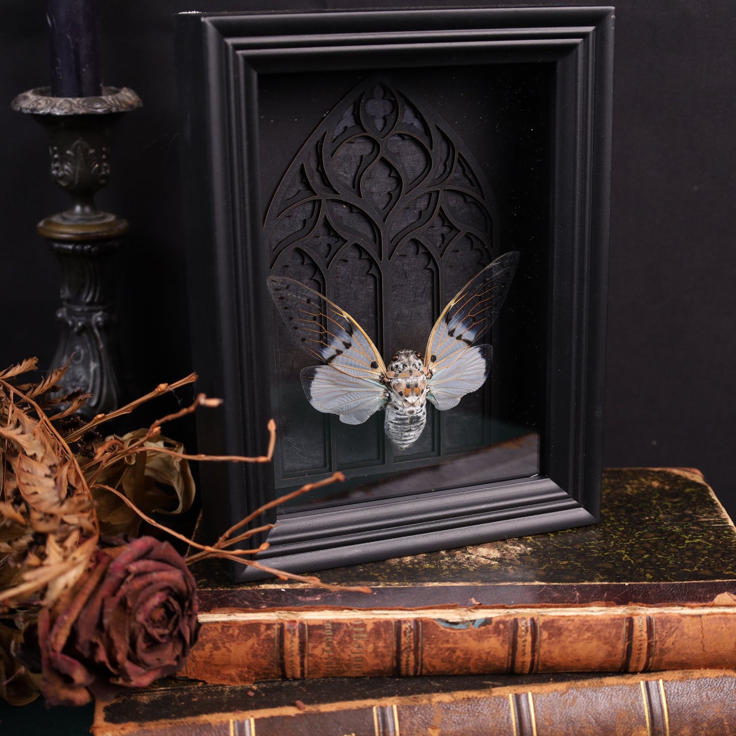 Echte Geisterzikade im Rahmen auf Barock Hintergrund | 15x20cm