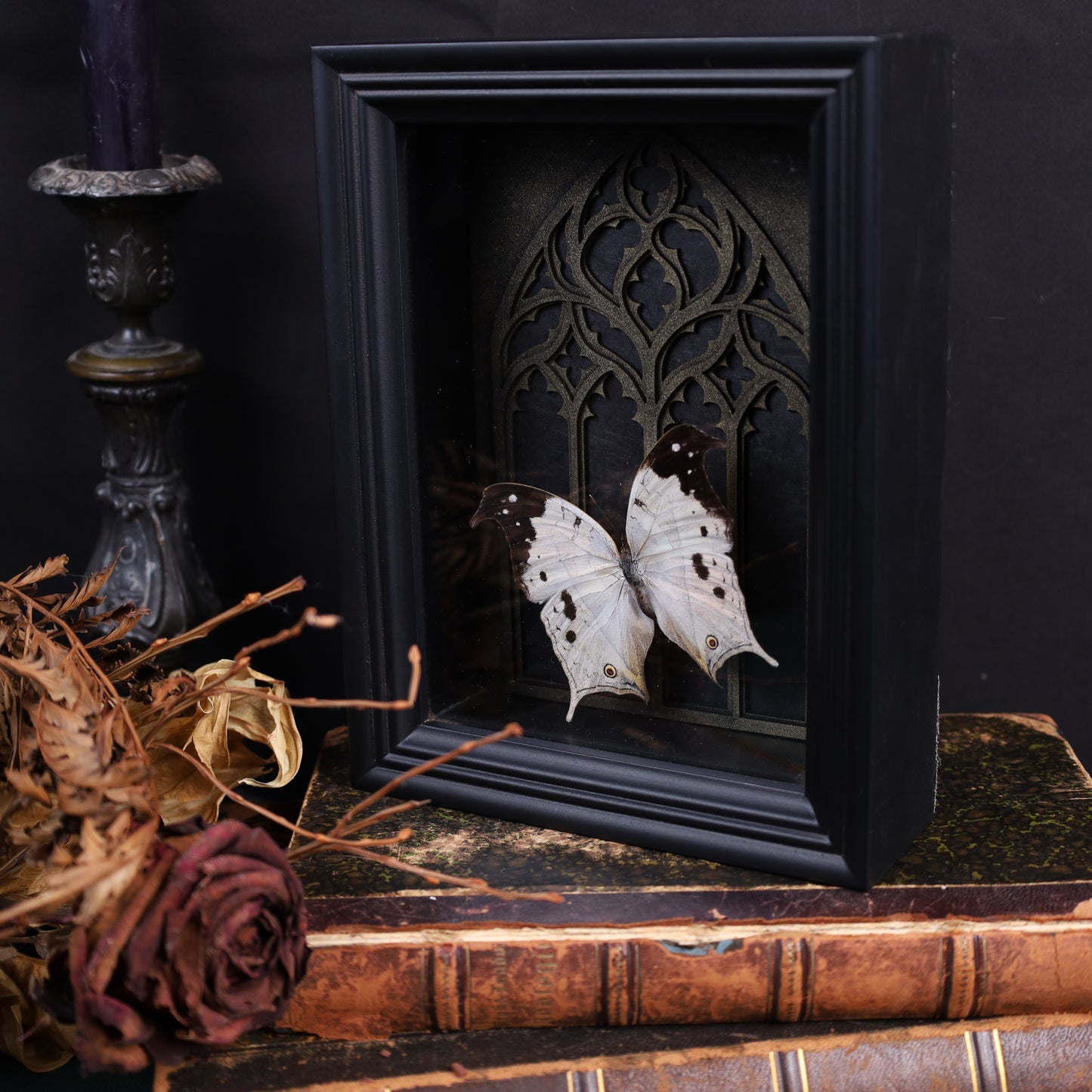 Salamis duprei im schwarzen 3D-Rahmen mit gotischem Hintergrund | 20 x 15 cm