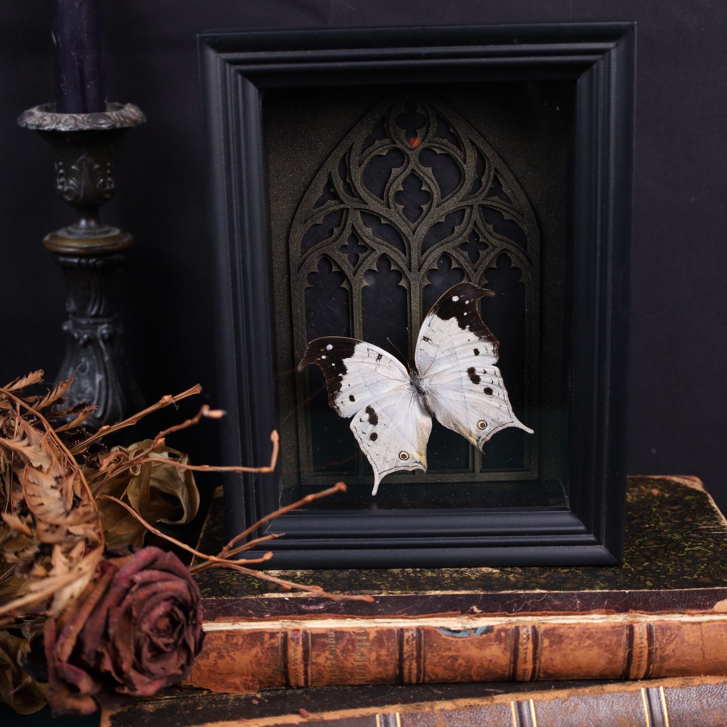 Salamis duprei im schwarzen 3D-Rahmen mit gotischem Hintergrund | 20 x 15 cm