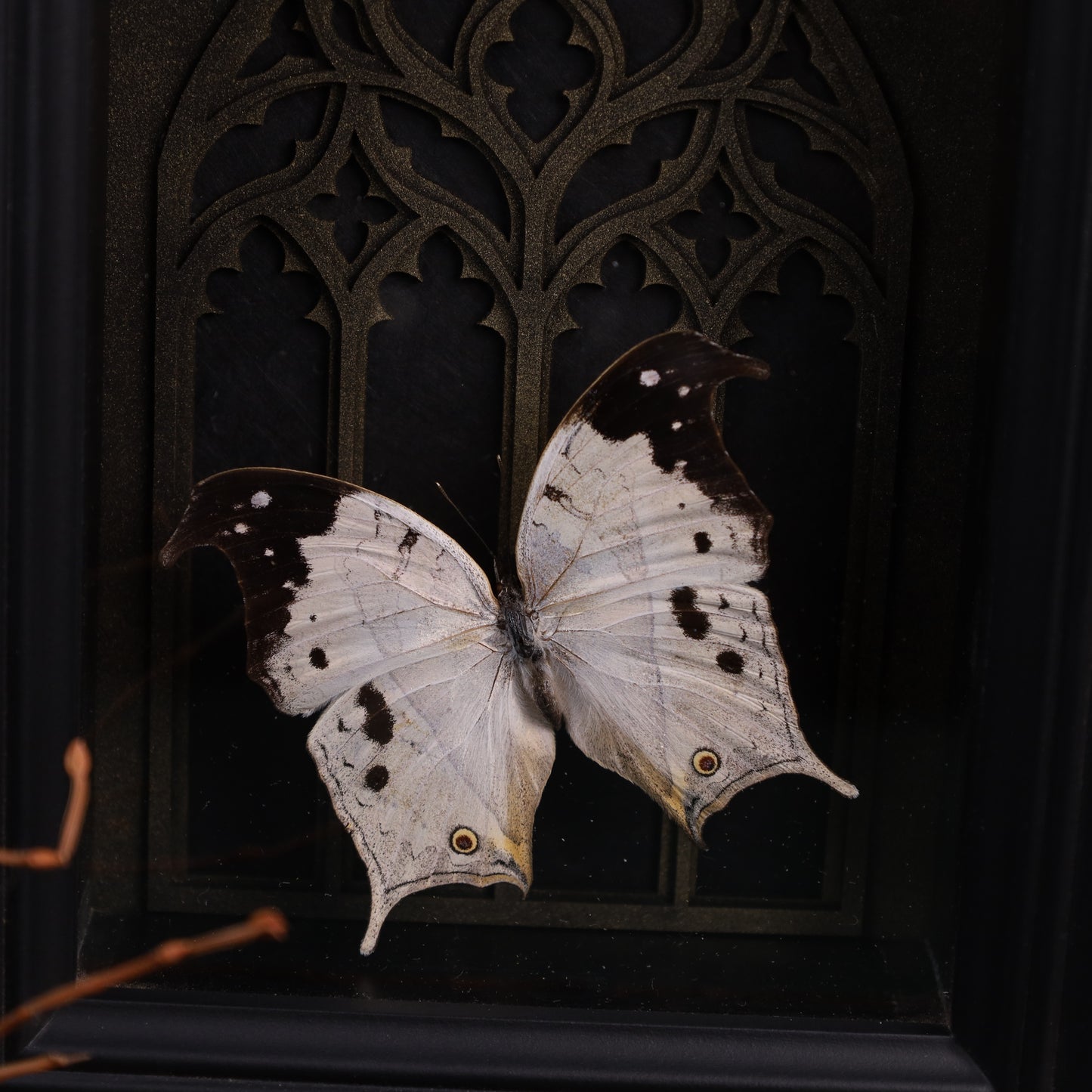 Salamis duprei im schwarzen 3D-Rahmen mit gotischem Hintergrund | 20 x 15 cm
