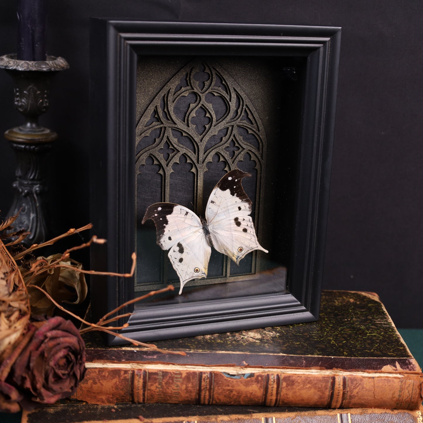 Salamis duprei im schwarzen 3D-Rahmen mit gotischem Hintergrund | 20 x 15 cm