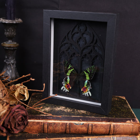 Chrysiridia rhipheus im Rahmen auf Gotischem Hintergrund | 20x15cm