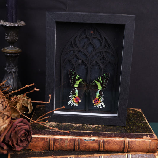 Chrysiridia rhipheus im Rahmen auf Gotischem Hintergrund | 20x15cm