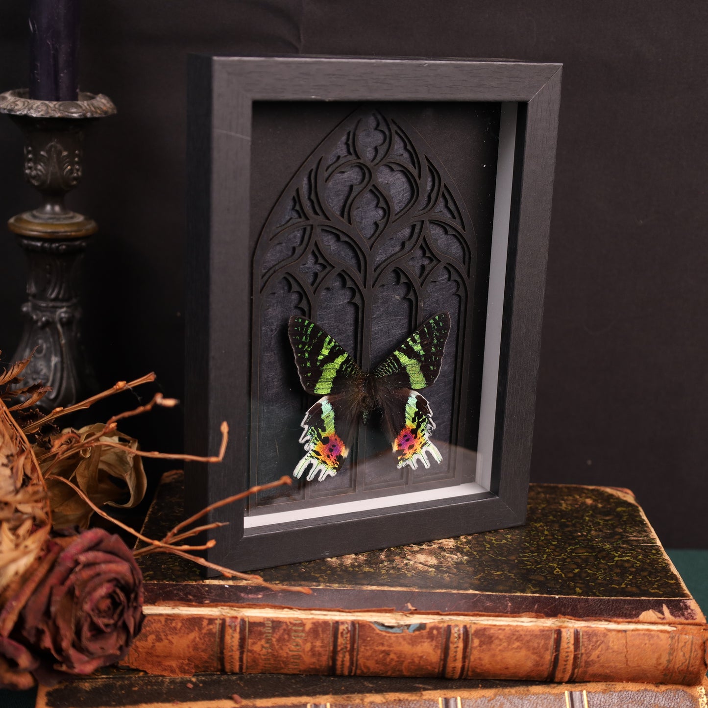 Chrysiridia rhipheus im Rahmen auf Gotischem Hintergrund | 20x15cm