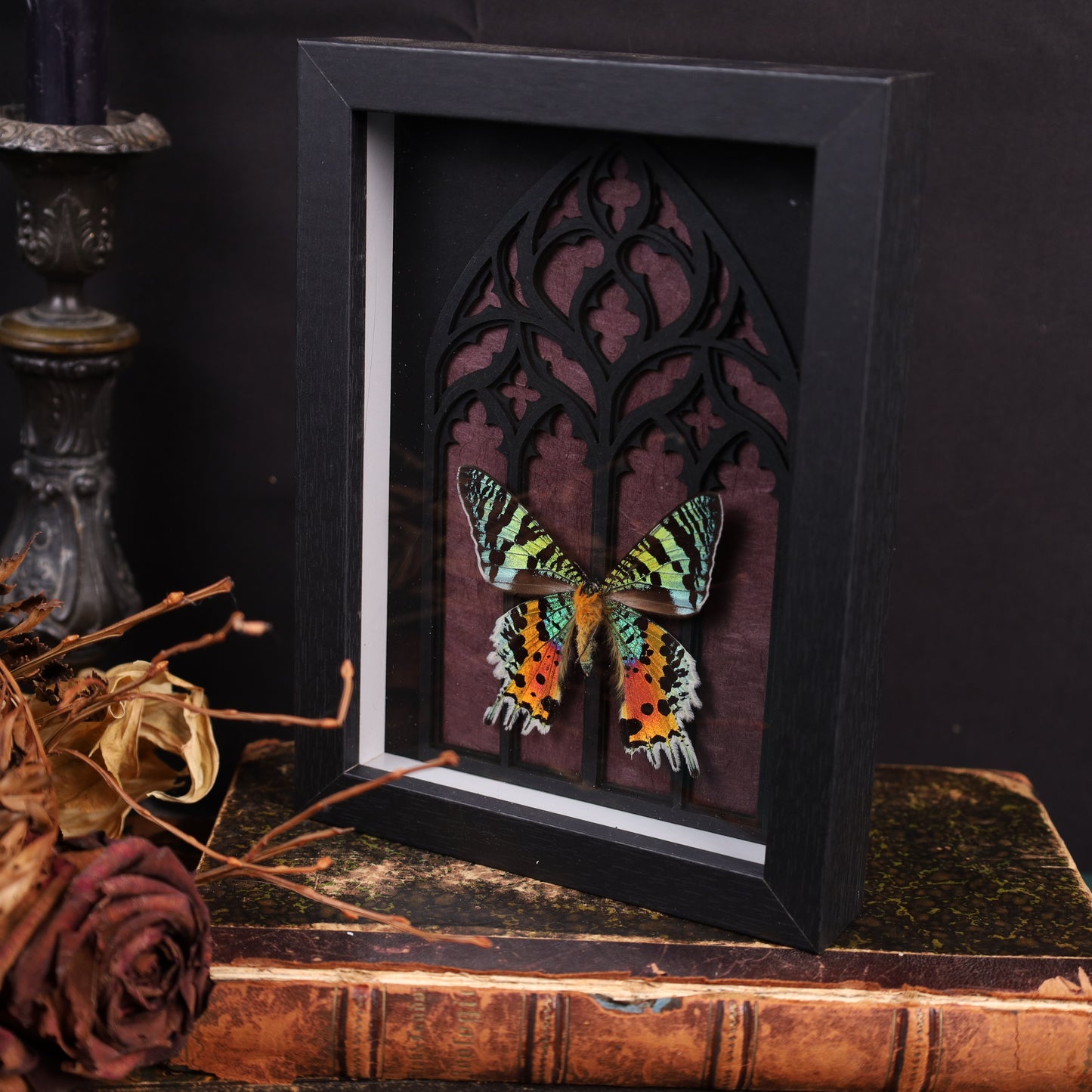 Chrysiridia rhipheus (Innenseite) im Rahmen auf Gotischem Hintergrund | 20x15cm