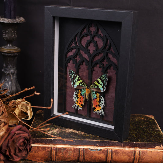 Chrysiridia rhipheus (Innenseite) im Rahmen auf Gotischem Hintergrund | 20x15cm