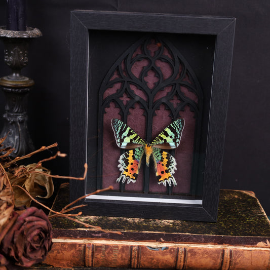 Chrysiridia rhipheus (Innenseite) im Rahmen auf Gotischem Hintergrund | 20x15cm