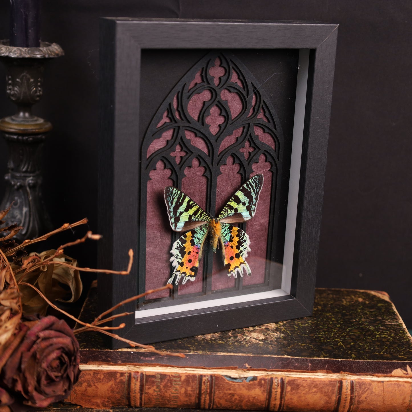 Chrysiridia rhipheus (Innenseite) im Rahmen auf Gotischem Hintergrund | 20x15cm