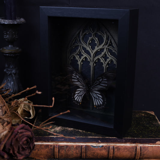 Chilasa veiovis im schwarzen 3D-Gotikrahmen – Insektenkunst | 20×15×4 cm