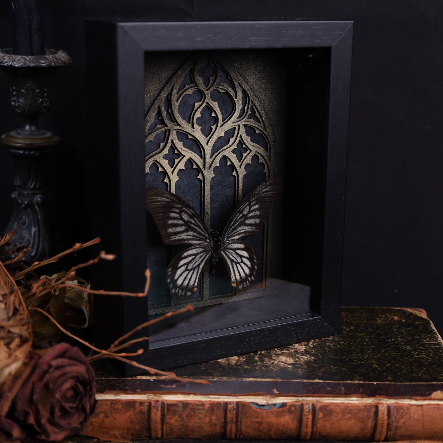 Chilasa veiovis im schwarzen 3D-Gotikrahmen – Insektenkunst | 20×15×4 cm