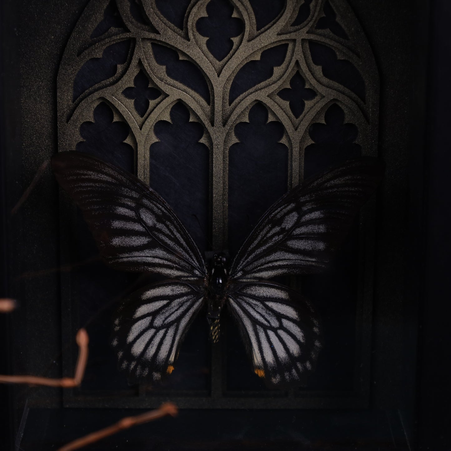 Chilasa veiovis im schwarzen 3D-Gotikrahmen – Insektenkunst | 20×15×4 cm