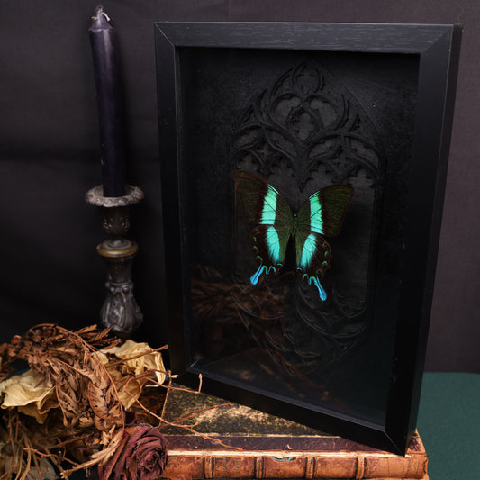 Papilio blumei im Rahmen mit Gotik-Hintergrund | 30x20cm