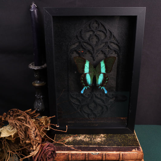 Papilio blumei im Rahmen mit Gotik-Hintergrund | 30x20cm