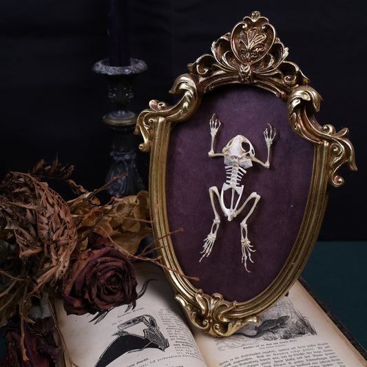 Duttaphrynus melanostictus Skelett im goldenen Barockrahmen | 29 × 20 cm