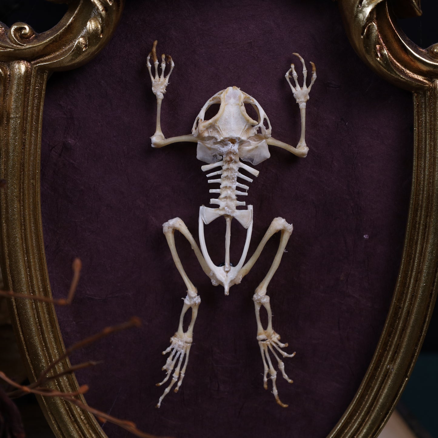 Duttaphrynus melanostictus Skelett im goldenen Barockrahmen | 29 × 20 cm