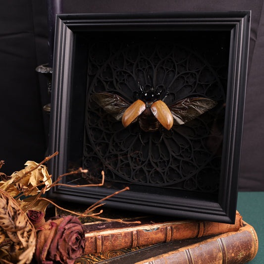 Eupatorus gracilicornis im schwarzen 3D-Gotikrahmen | 22 × 22 cm