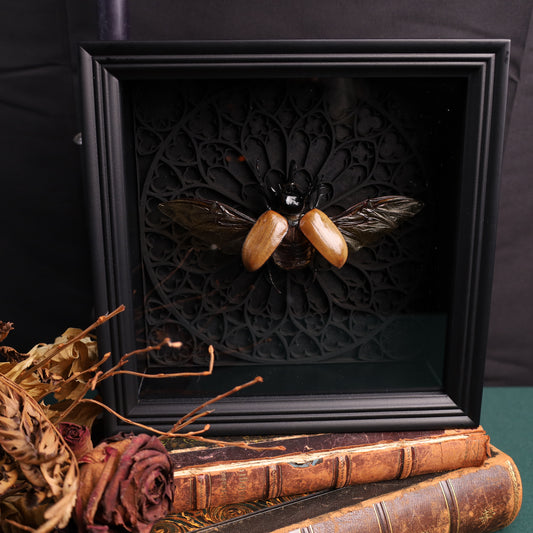 Eupatorus gracilicornis im schwarzen 3D-Gotikrahmen | 22 × 22 cm
