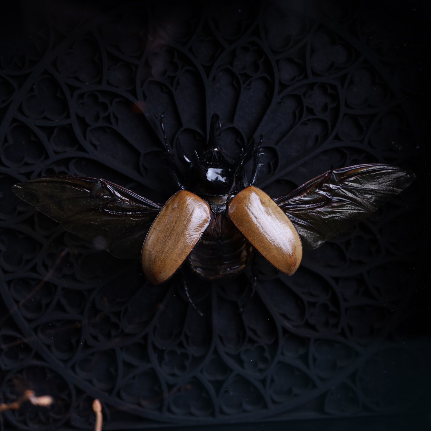 Eupatorus gracilicornis im schwarzen 3D-Gotikrahmen | 22 × 22 cm