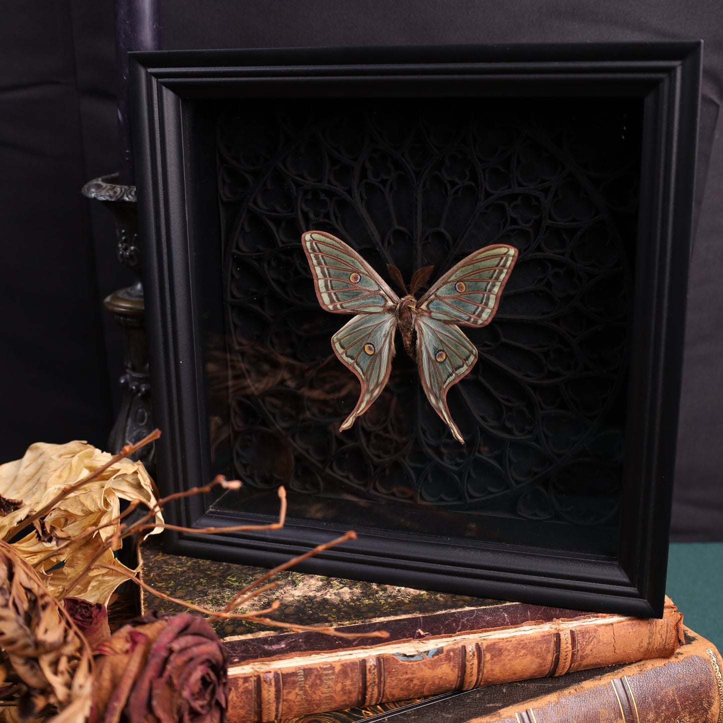 Graellsia isabellae (Isabella-Mondmotte, Rare) im schwarzen 3D-Gotikrahmen | 22 × 22 cm