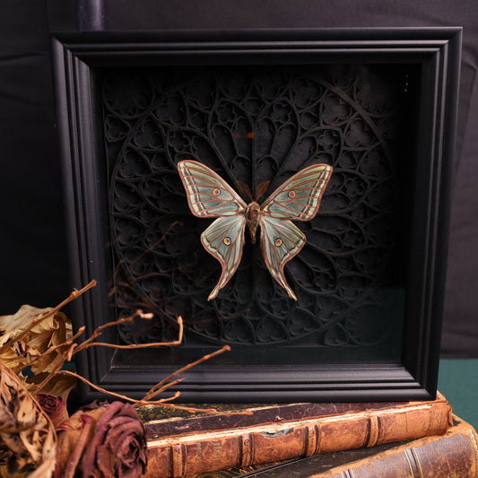 Graellsia isabellae (Isabella-Mondmotte, Rare) im schwarzen 3D-Gotikrahmen | 22 × 22 cm