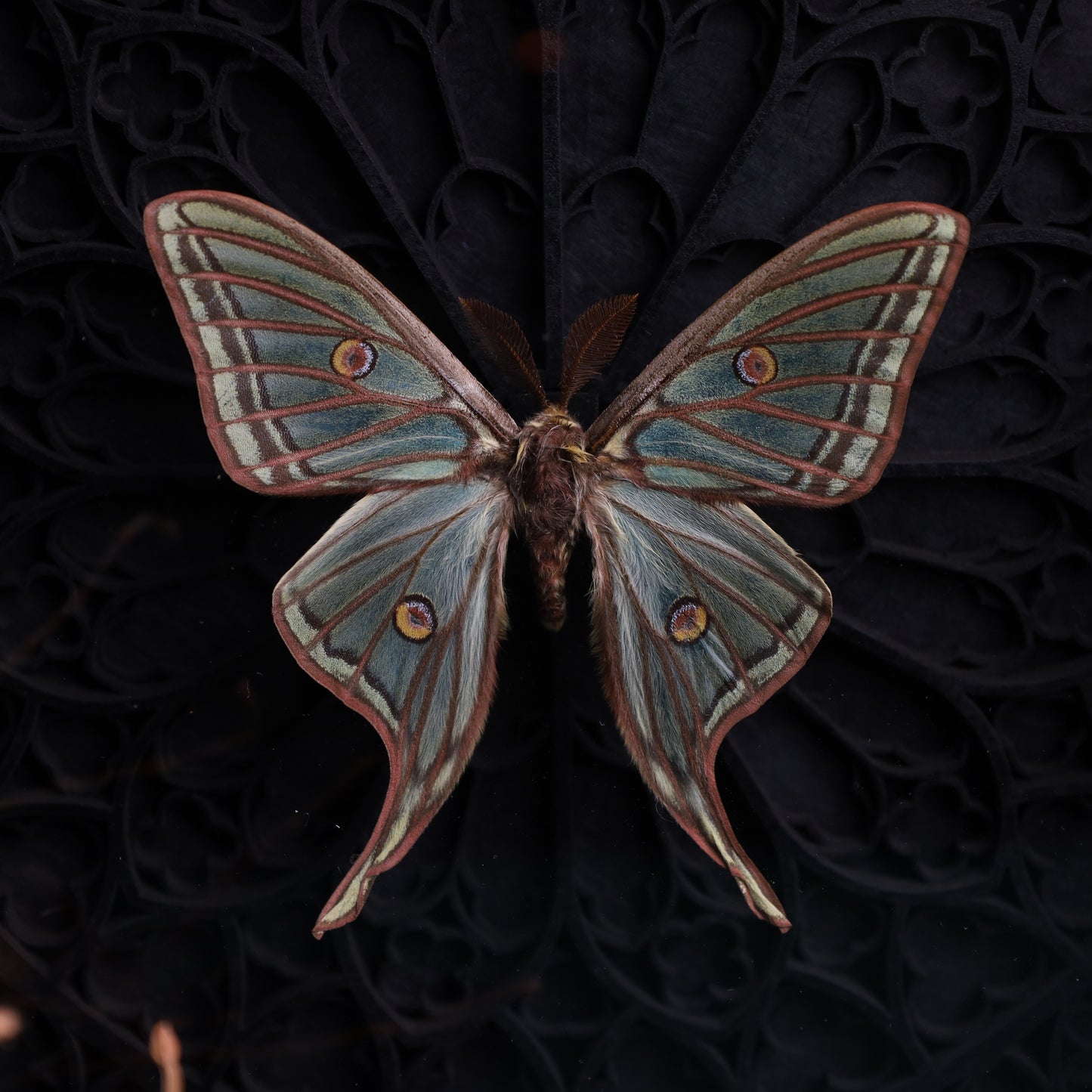 Graellsia isabellae (Isabella-Mondmotte, Rare) im schwarzen 3D-Gotikrahmen | 22 × 22 cm