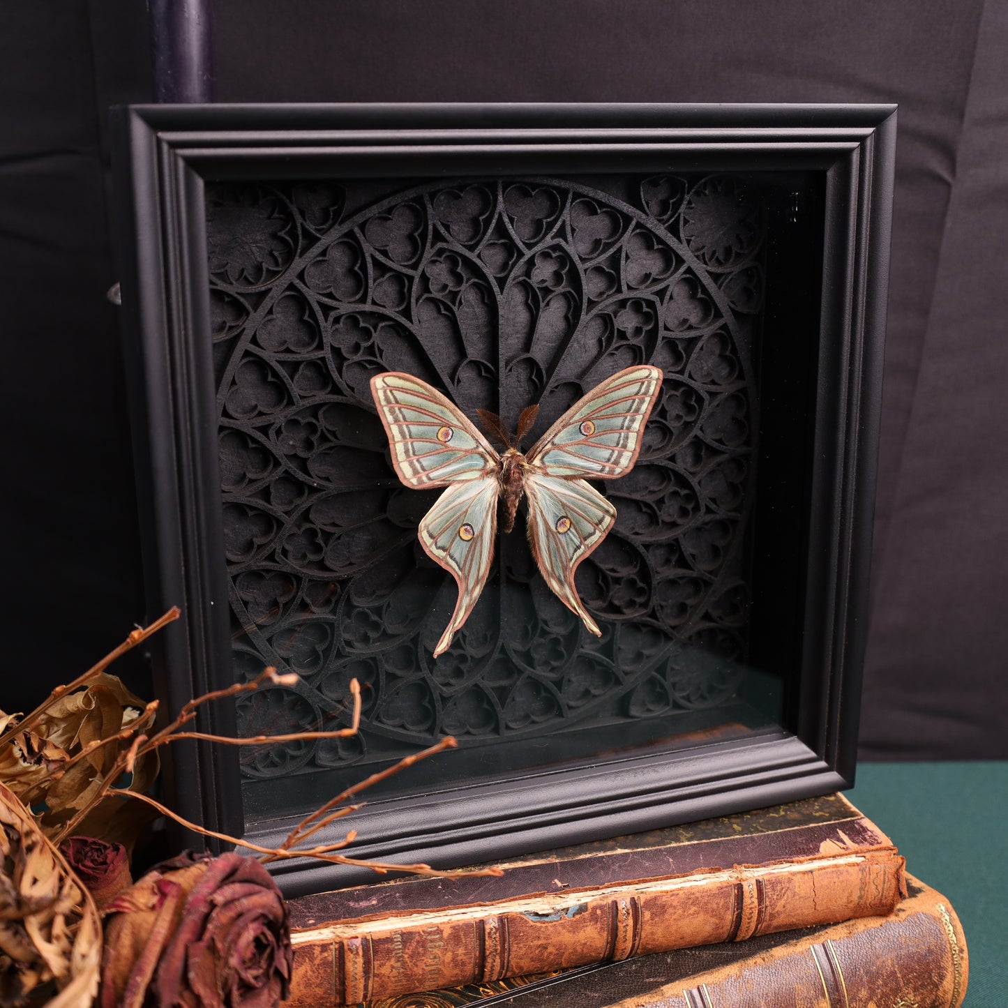 Graellsia isabellae (Isabella-Mondmotte, Rare) im schwarzen 3D-Gotikrahmen | 22 × 22 cm