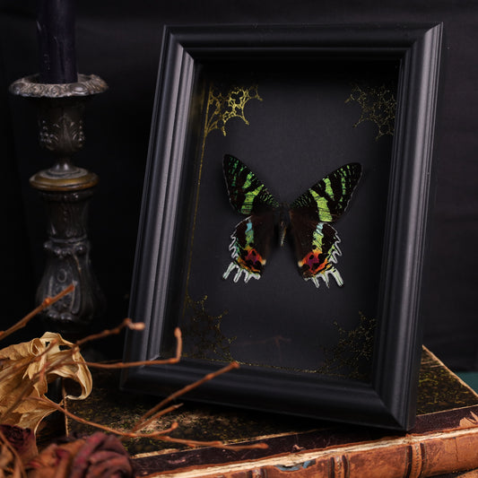 Urania rhipheus im Verzierten Rahmen | 15x20cm