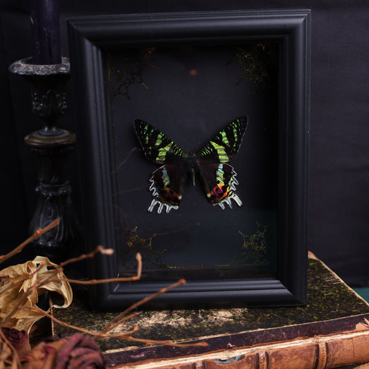 Urania rhipheus im Verzierten Rahmen | 15x20cm