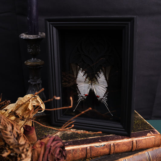 Eurytides protesilaus im schwarzen 3D-Gotikrahmen | 15 × 20 cm