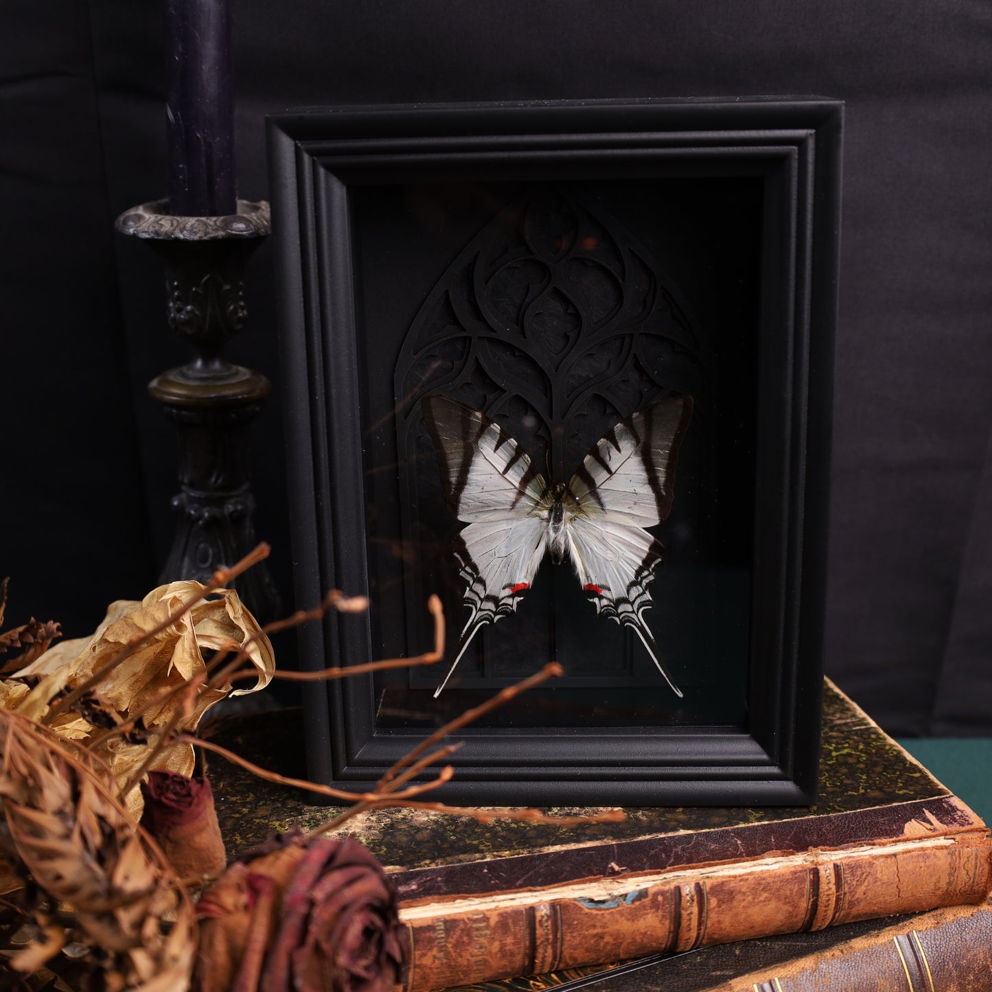 Eurytides protesilaus im schwarzen 3D-Gotikrahmen | 15 × 20 cm