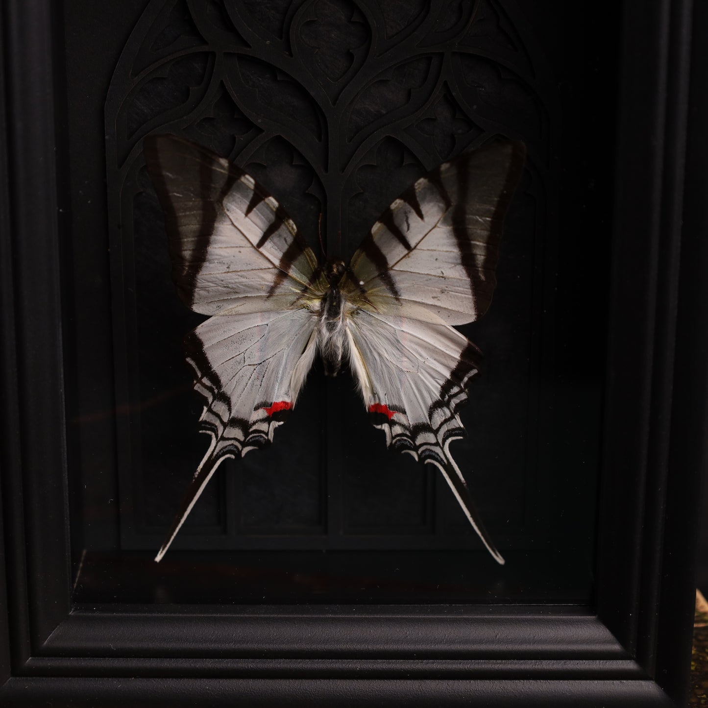 Eurytides protesilaus im schwarzen 3D-Gotikrahmen | 15 × 20 cm