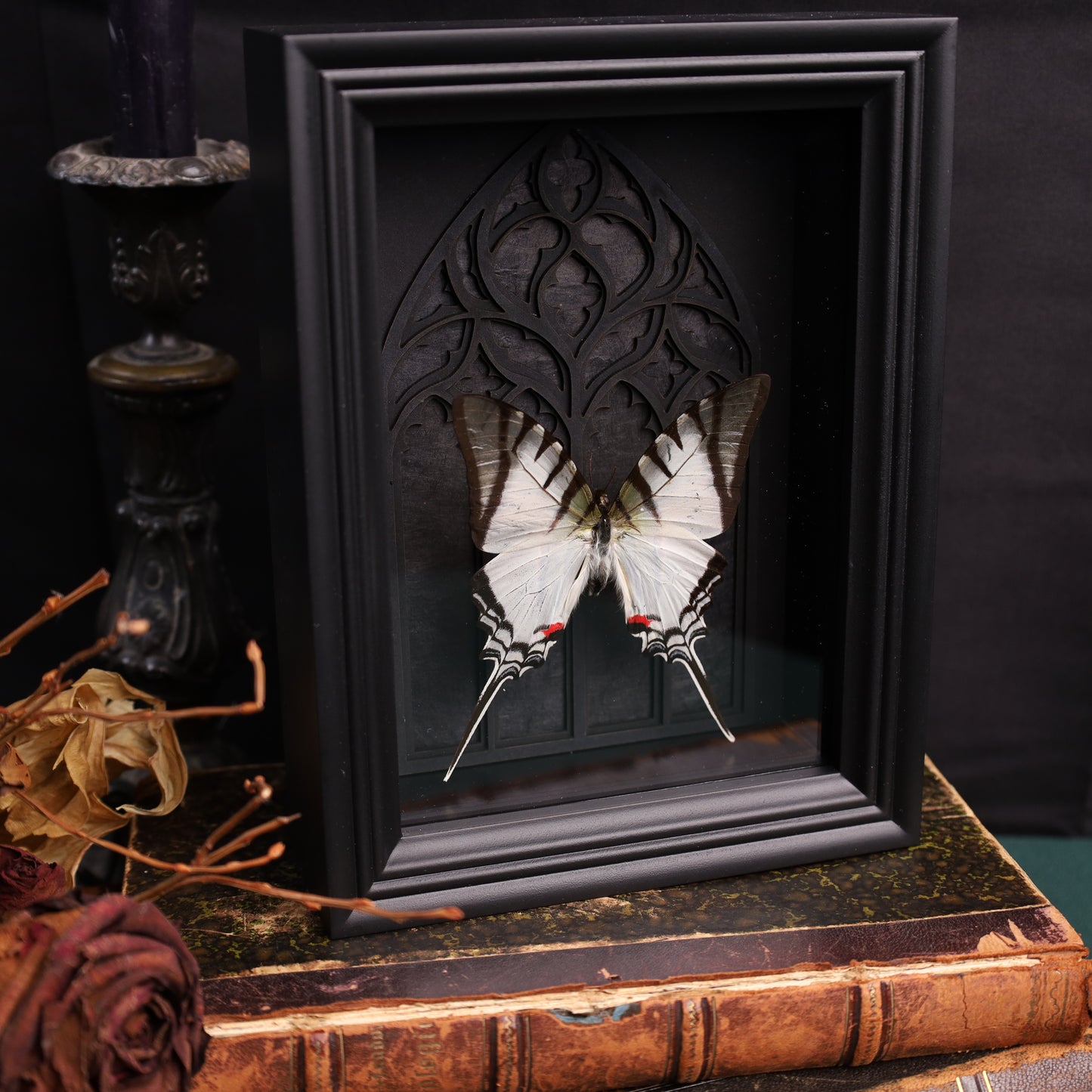 Eurytides protesilaus im schwarzen 3D-Gotikrahmen | 15 × 20 cm