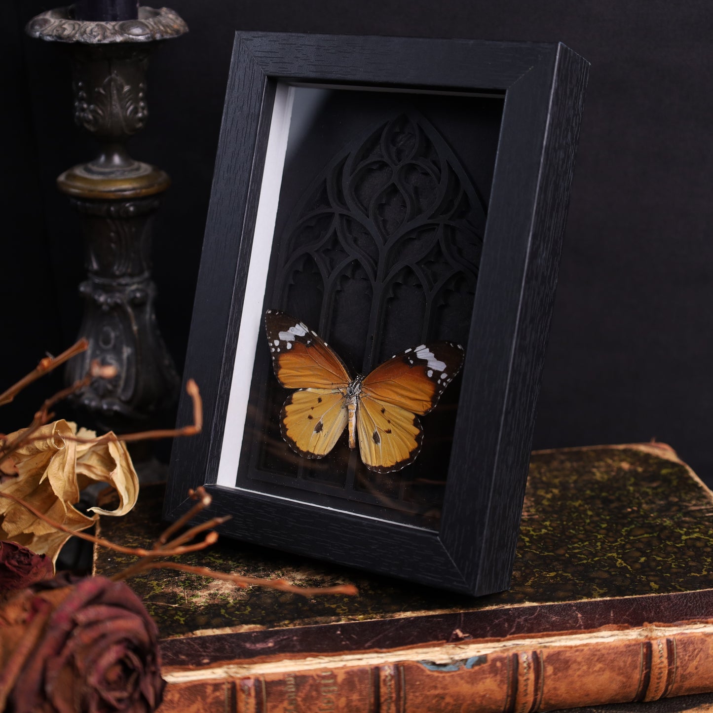 Danaus chrysippus im schwarzen 3D-Gotikrahmen | 13 × 18 cm
