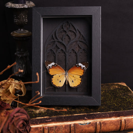 Danaus chrysippus im schwarzen 3D-Gotikrahmen | 13 × 18 cm