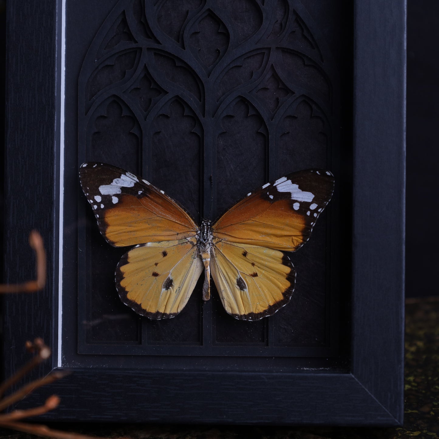 Danaus chrysippus im schwarzen 3D-Gotikrahmen | 13 × 18 cm