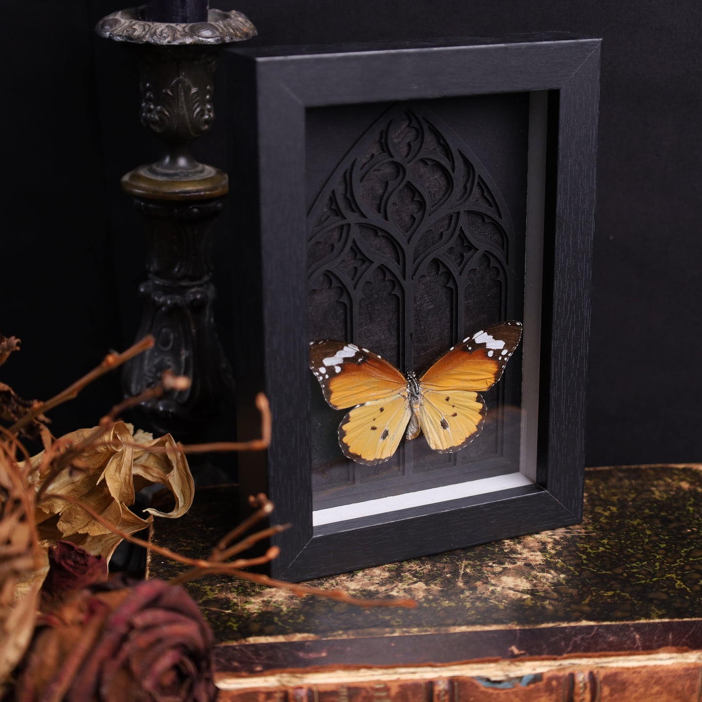 Danaus chrysippus im schwarzen 3D-Gotikrahmen | 13 × 18 cm