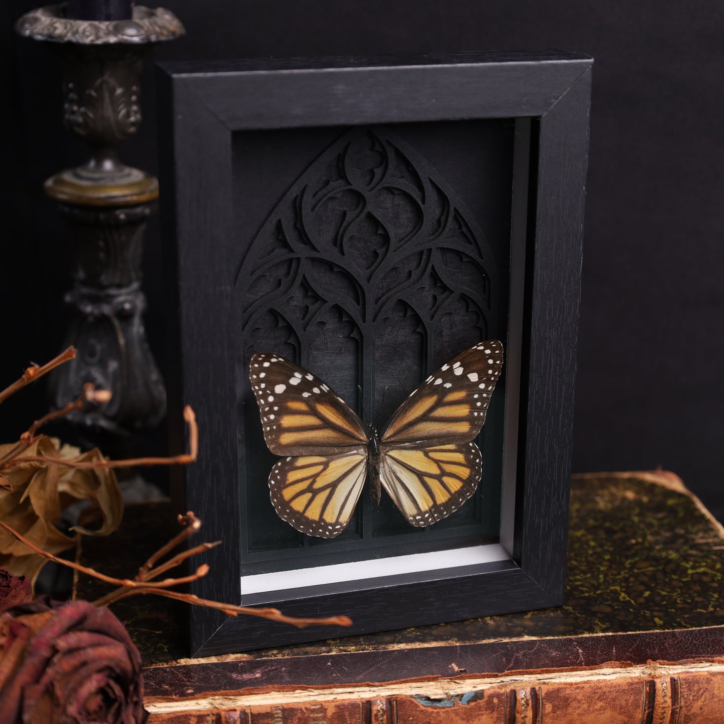 Danaus plexippus im schwarzen 3D-Gotikrahmen | 13 × 18 cm