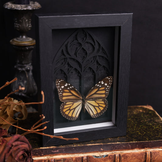 Danaus plexippus im schwarzen 3D-Gotikrahmen | 13 × 18 cm