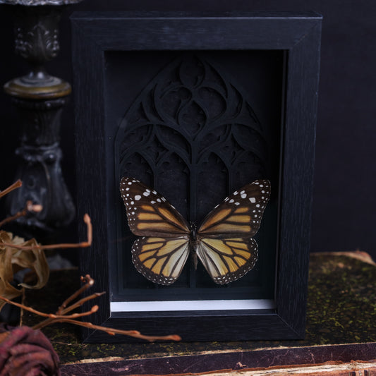 Danaus plexippus im schwarzen 3D-Gotikrahmen | 13 × 18 cm