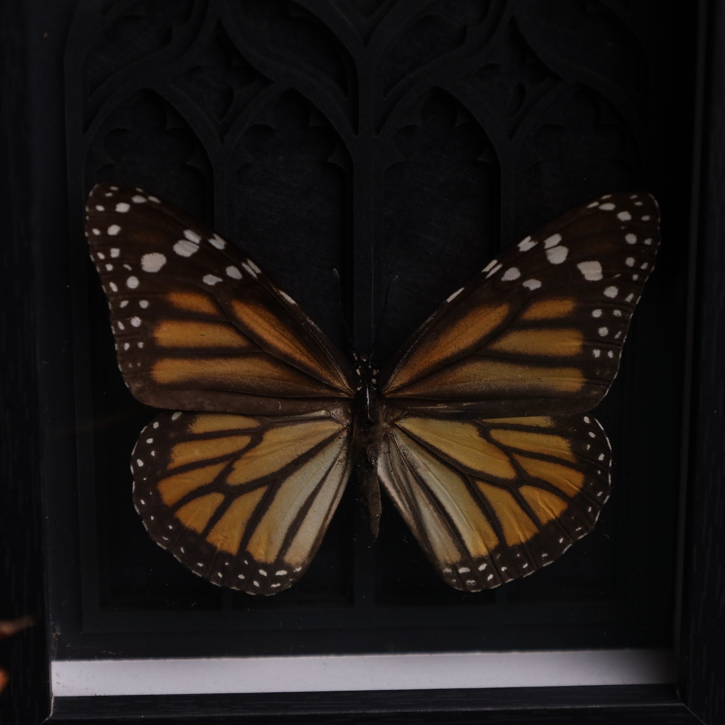 Danaus plexippus im schwarzen 3D-Gotikrahmen | 13 × 18 cm