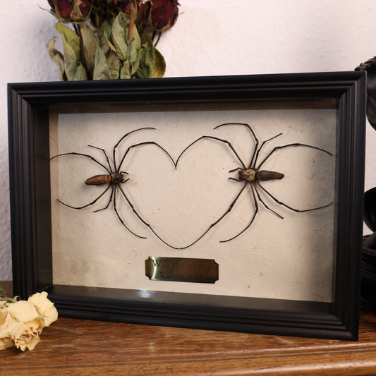 Valentinstag-Spezial: Nephila-maculata-Liebesrahmen | 20×30×5 cm