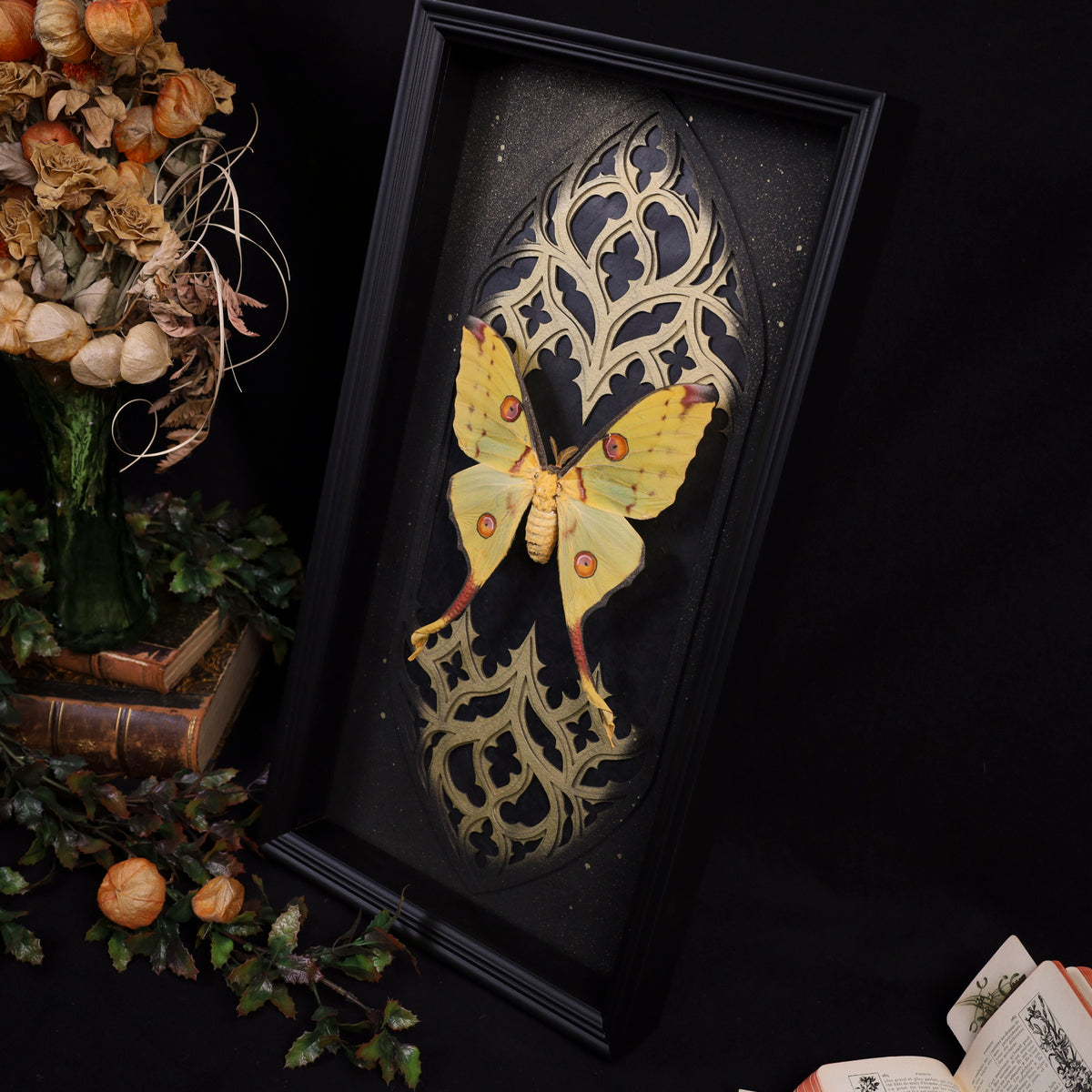 Argema mittrei im Rahmen – Kometenfalter-Weibchen | 25x50cm