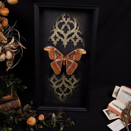 Attacus atlas im Rahmen – Atlasspinner als gotisches Masterpiece
