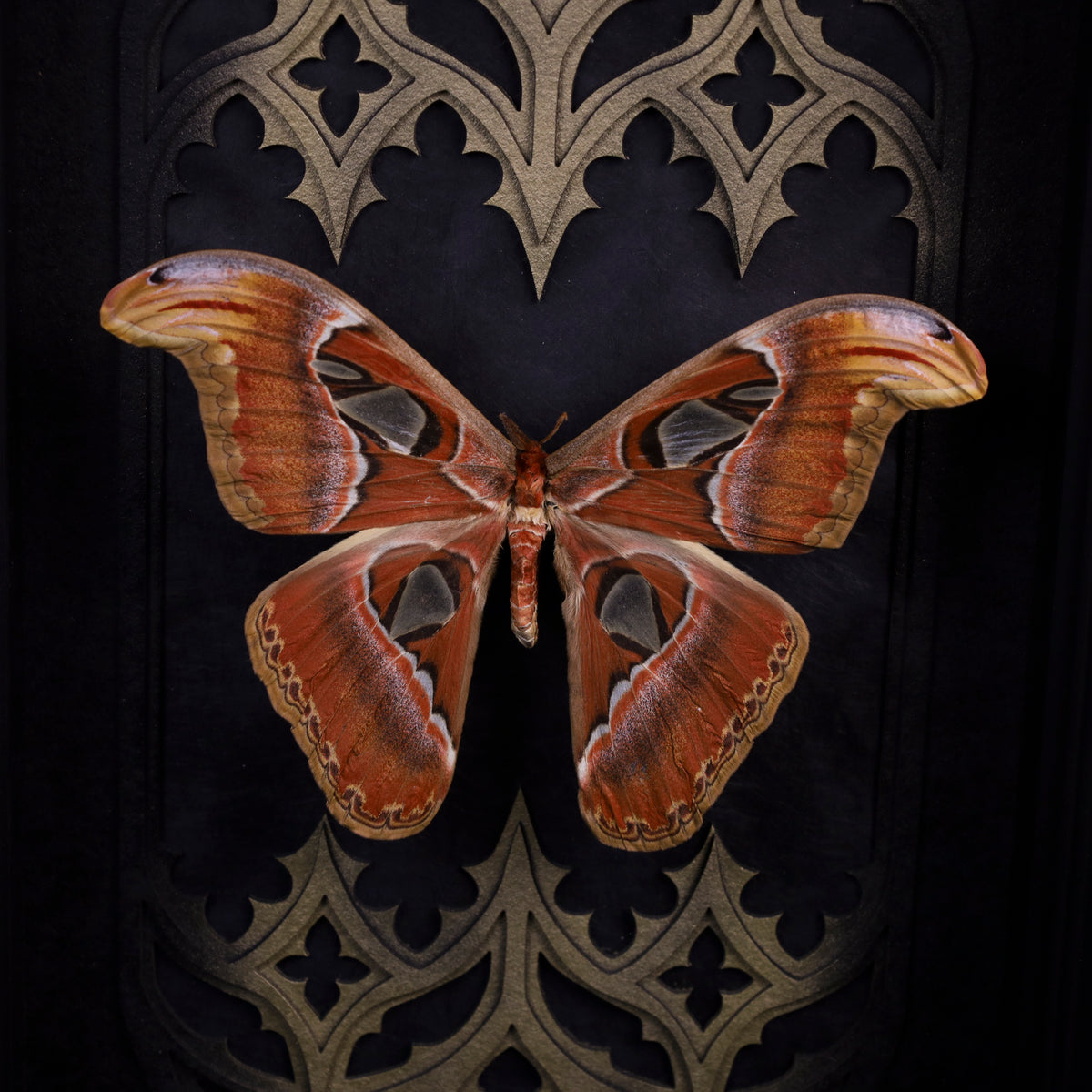 Attacus atlas im Rahmen – Atlasspinner als gotisches Masterpiece