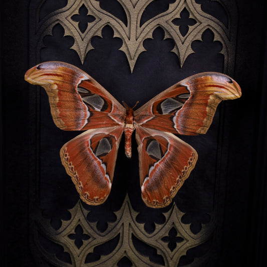 Attacus atlas im Rahmen – Atlasspinner als gotisches Masterpiece