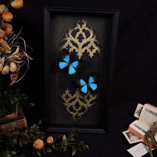 Papilio ulysses im Rahmen – Masterpiece mit zwei Schmetterlingen | 25x50cm