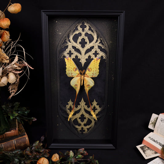 Gelbes Argema-mittrei-Männchen mit langen Hinterflügelfortsätzen im schwarzen Hochformatrahmen vor einem gotischen Doppelkathedralfenster mit Goldakzent.