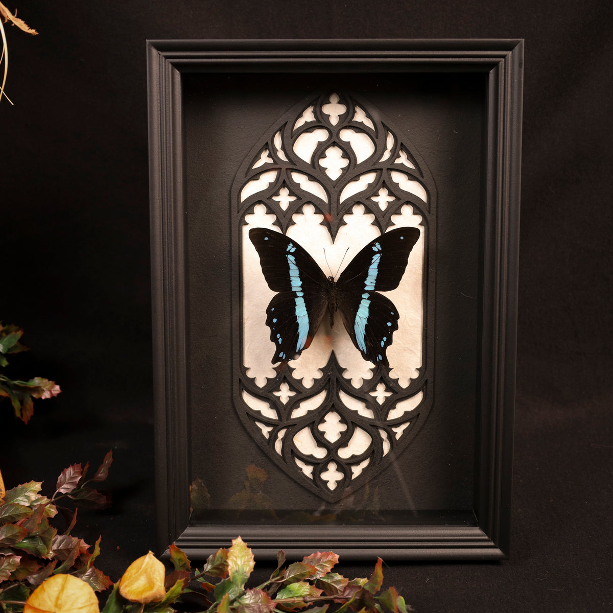 Papilio nireus im Rahmen – Schmetterling vor gotischem Doppelkathedralfenster