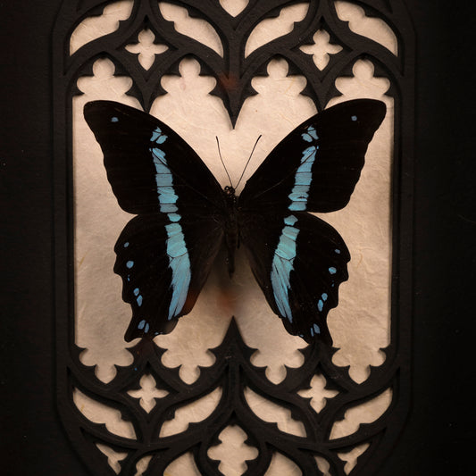 Papilio nireus im Rahmen – Schmetterling vor gotischem Doppelkathedralfenster